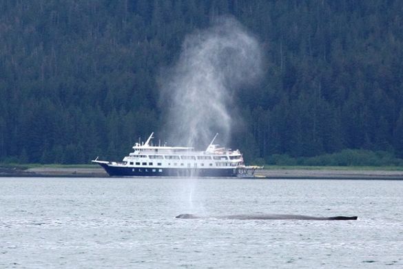 Safari Endeavour and humpback whale in Alaska