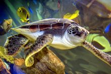 Sea Turtle