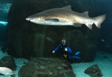 Dive with a Shark