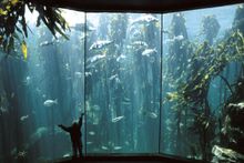 Kelp Forest