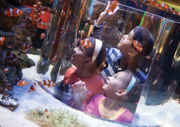 Interactive Nemos