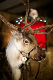Nadelik getting ready for the Celebration of Christmas at Gwel an Mor.  The resort has two reindeer, Lowen and Nadlik (Merry Chr