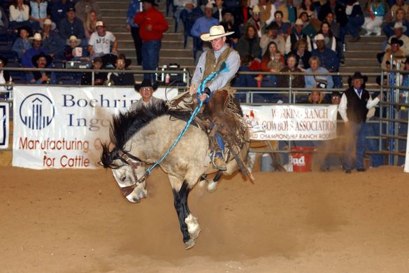 Bucking Bronco Can't Dump Cowboy