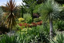 Our relatively warm climate allows us to have a Mediterranean Garden