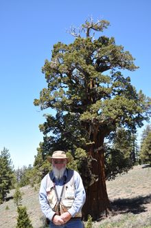 Ken Brunges, Caretaker of the Bennett Juniper