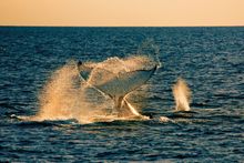Whales in the Whitsundays