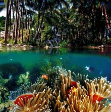 Daydream Island Living Reef