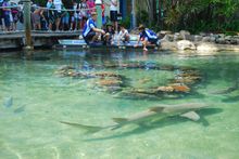 Daydream Island Resort & Spa Living Reef