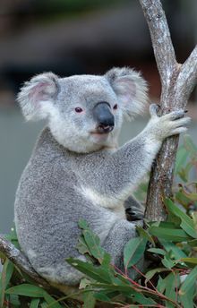 WILD LIFE Hamilton Island