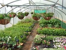 Polytunnel at The Battlesteads Hotel
