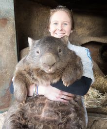 29 year old wombat helps Tourism Australia reach 6 million fans