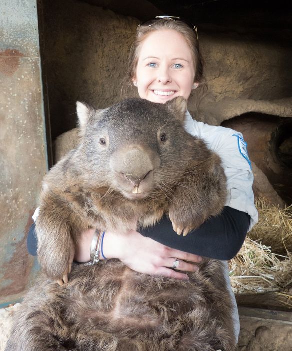 29 year old wombat helps Tourism Australia reach 6 million fans
