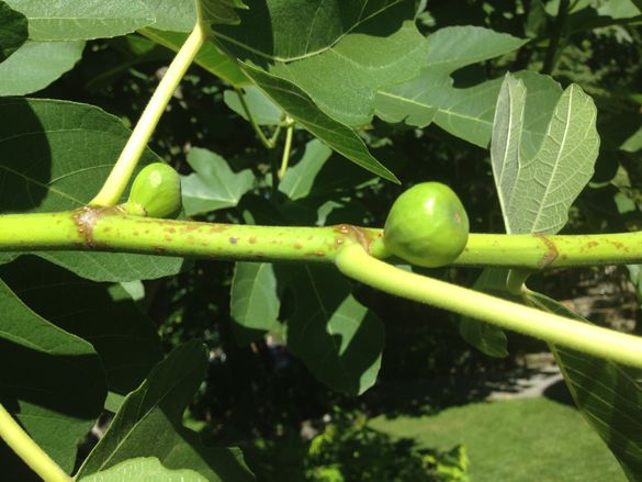 Figs grow in the Mediterranean Garden