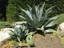 Succulents and cacti enjoy a micro climate within the Mediterranean Garden