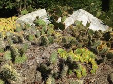 The dry summer tests even the cacti