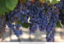 Grapes in Sonoma County hang heavy in fields before harvest in late summer