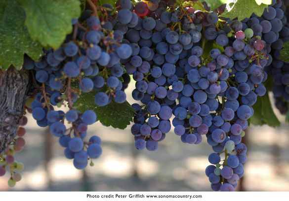 Grapes in Sonoma County hang heavy in fields before harvest in late summer