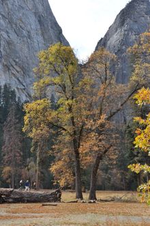 Fall in Yosemite Valley, Yosemite National Park