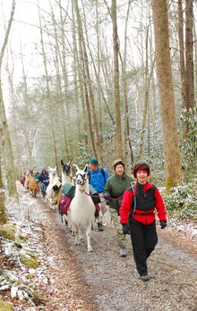 Llama hikes are just one of dozens of Wilderness Wildlife Week excursions into Great Smoky Mountains National Park.