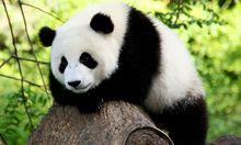 Panda, Sichuan, China