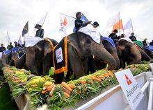 Elephant Buffet 