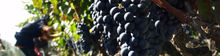Grape harvest in Salento