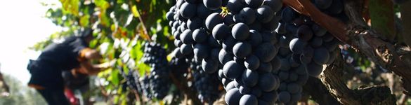 Grape harvest in Salento