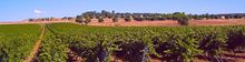 Salento Vineyard