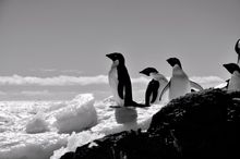 Adelie Penguins, Antarctica