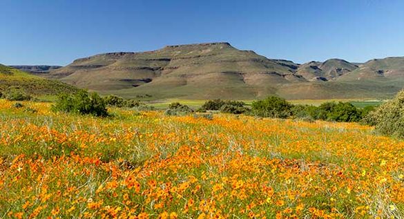 Spring Flower Spectacle in the Cederberg