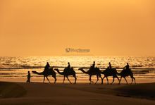 Camel Riding - Morocco