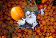 Pumpkins Europapark