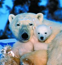 Polar Bears Churchill