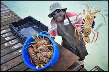 Anegada lobster - reputed to be the best in the Caribbean!