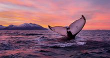 Whale Watching in Tromso