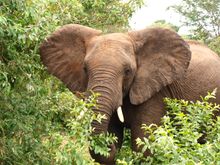 Elephant in Botswana's Chobe's National Park