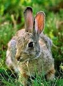 NE Cottontail