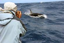 Photographer and Killer Whale
