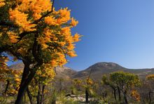 Wildflowers in Australia's South West