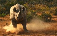 Black rhino charge, Kwandwe, Aardvark Safaris