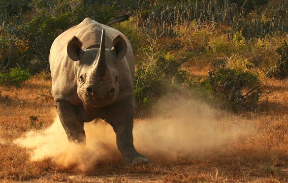 Black rhino charge, Kwandwe, Aardvark Safaris
