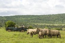 Rhino on a game drive, Kwandwe, Aardvark Safaris