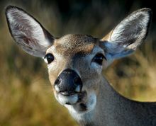 A Key deer eyes her surroundings on Big Pine Key, Fla. About the size of a large dog, the deer are indigenous to the lower Flori