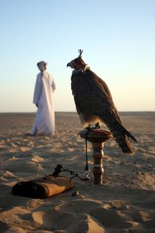Naseer the Falconer at Qasr Al Sarab Desert Resort by Anantara 