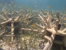 Coral Antlers enhance Baha Mar’s eco-reef experience in the crystal clear waters off the luxury Bahamas resort