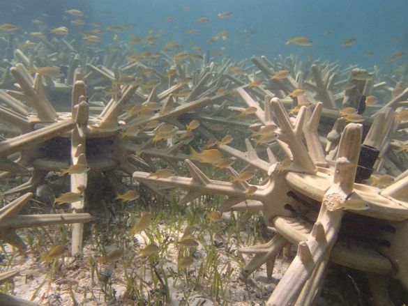 Coral Antlers enhance Baha Mar’s eco-reef experience in the crystal clear waters off the luxury Bahamas resort