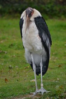 The Undertaker Bird