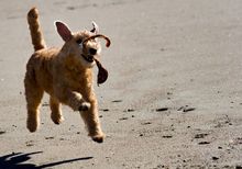 Dogs deserve a holiday too