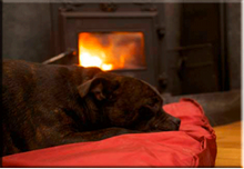 Canine guests are just as important as humans at Quantock Cottages