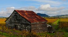 Enjoy the brilliant colors in the vineyards as Sonoma County eases into autumn.